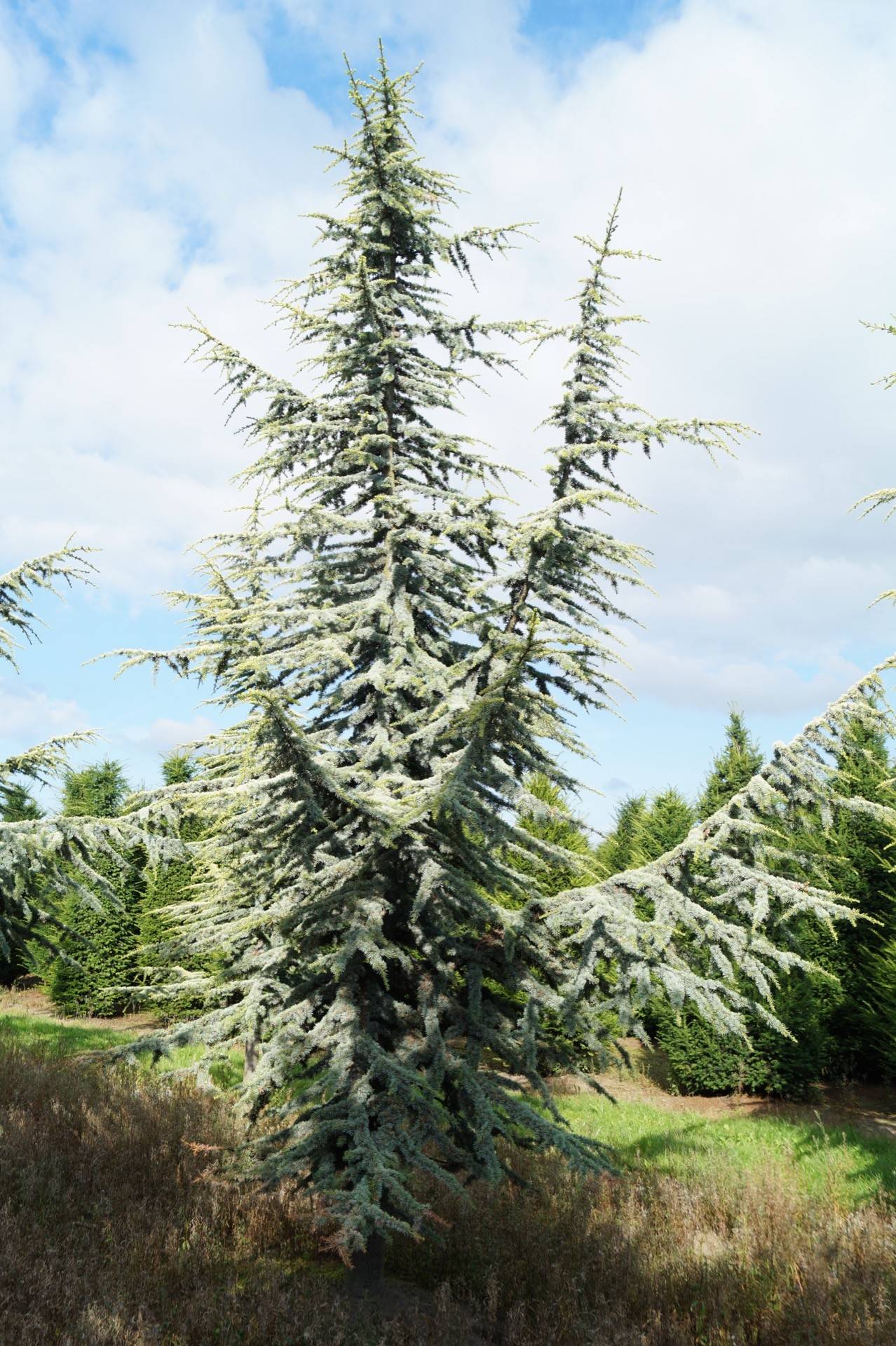 Cedrus atlantica 'Aurea'